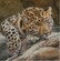 Набір для вишивання Gallery Stitch 029 Маленький леопард